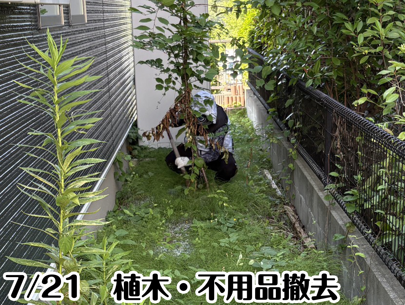 7/21　植木、不用品撤去
